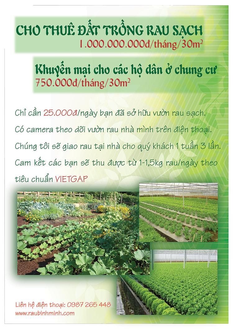 Mẫu tờ rơi rau sạch